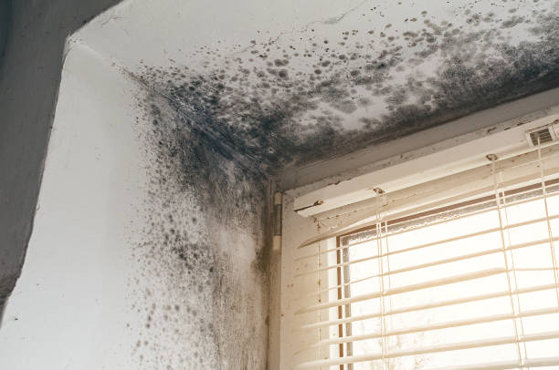 Affordable Mold Cleanup solutions in Grass Lake, MI